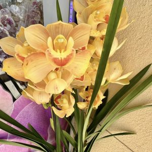 Цимбидиум #52