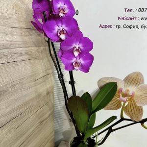 Alternative view of Фаленопсис 2цв.  #650