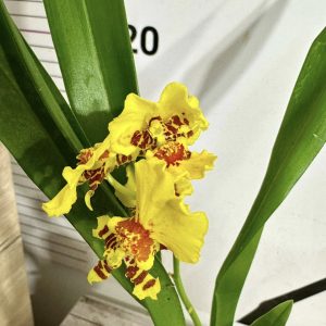 Ароматна Камбрия #109