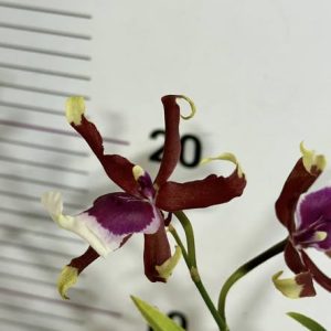 Ароматна Камбрия ф 9 #110