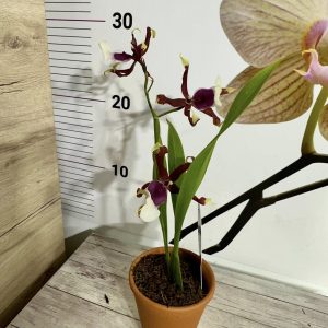 Alternative view of Ароматна Камбрия ф 9 #110