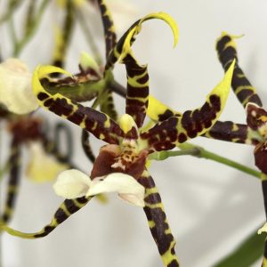 Ароматна Камбрия #106