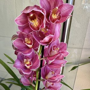 Цимбидиум #51