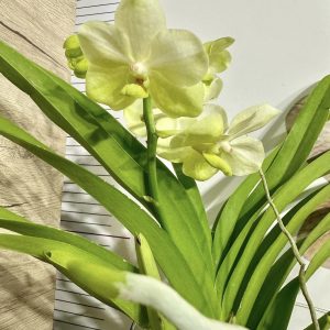 Ванда в стъкленица  #206