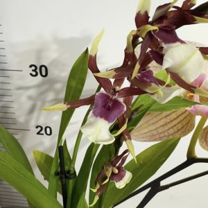 Ароматна Камбрия #108