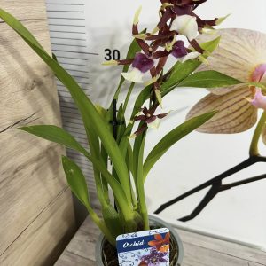 Alternative view of Ароматна Камбрия #108