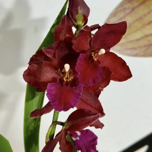 Ароматна Камбрия ф 9 #110