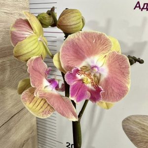 Фаленопсис 2цв.  #643