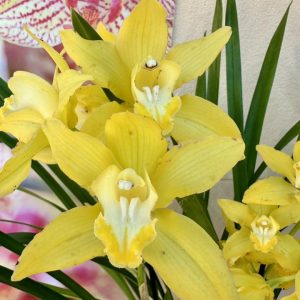 Цимбидиум #50