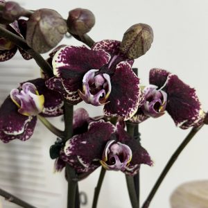 Фаленопсис 2цв.  #661