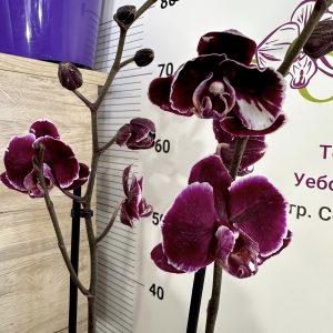 Фаленопсис 2цв. Каменна роза  #641