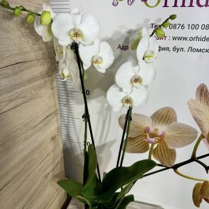 Alternative view of Фаленопсис 2цв.  #662