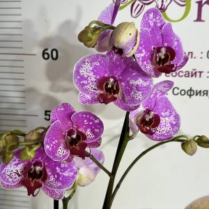 Alternative view of Фаленопсис 2цв.  #648