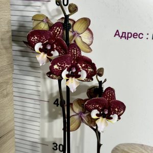 Alternative view of Фаленопсис 2цв. Snake Skin #660