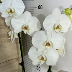 Фаленопсис 2цв.  #662