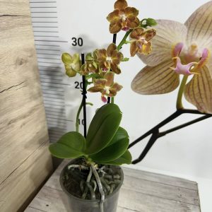 Alternative view of Фаленопсис 2 цв. Пелорик #173