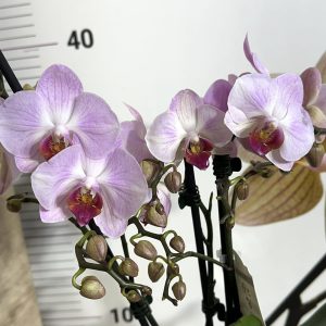 Alternative view of Фаленопсис 2цв. #162