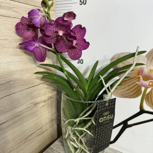 Ванда в стъкленица  #209