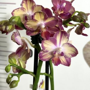 Фаленопсис 2цв. #900