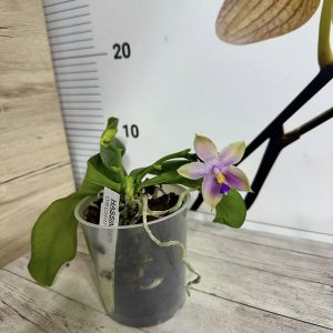 Alternative view of Ароматна Виолацея #829