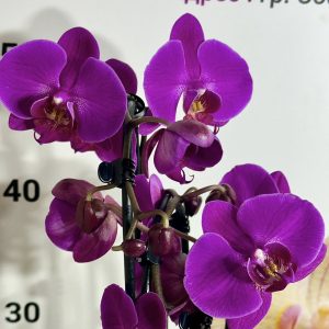 Alternative view of Каскаден Фаленопсис 2 цв. #810
