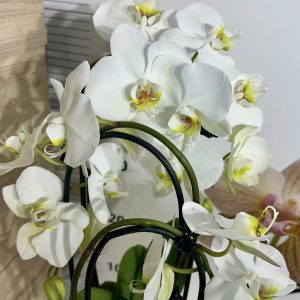 Каскаден Фаленопсис 2-3 цв. #808