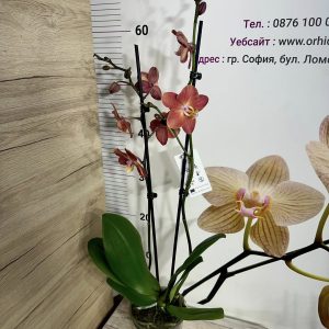 Alternative view of Фаленопсис 2 цв. #824