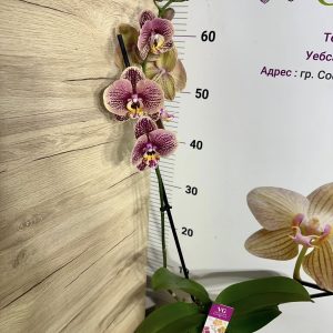 Alternative view of Фаленопсис 1 цв. #818