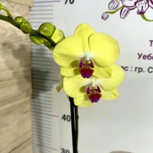 Фаленопсис 1 цв. #815