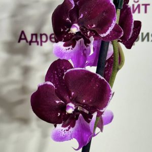 Фаленопсис 2 цв. #820