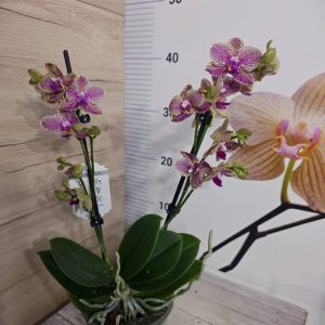 Alternative view of Фаленопсис 2 цв. #833