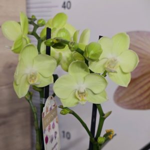 Фаленопсис 2 цв. #832
