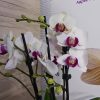 Фаленопсис 2-3 цв. #805