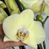 Фаленопсис 2 цв. #821
