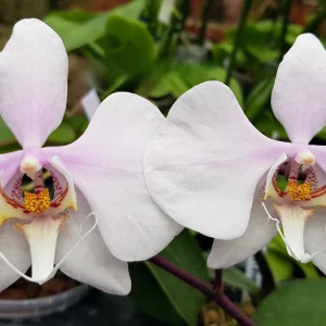 Phalaenopsis amabilis 'Surabaya'    #181