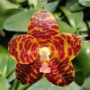 Phal. Jong's Gigan Cherry 'Prince' #30