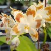 Phal. speciosa 'Purple Coffee' × sib #28
