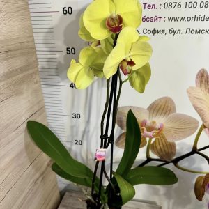 Още от продукт Фаленопсис 2цв. # 713