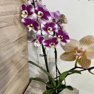 Фаленопсис 2цв. Barcelona #723