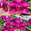 Phal. Unique Wing Peloric #180
