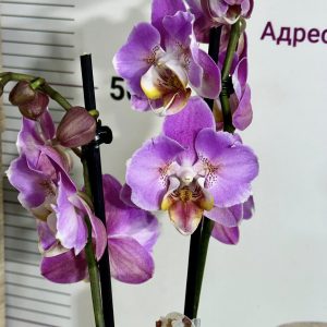 Фаленопсис Пелорик 2цв. #318