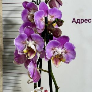 Фаленопсис Пелорик 2цв. #319 - снимка 3