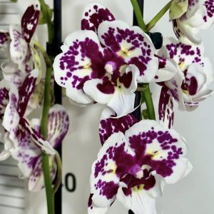 Фаленопсис Пелорик 2цв. #320 - снимка 2