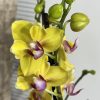 Фаленопсис Пелорик 2цв. #317