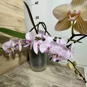 За ценители! Фал. Younghome Kaleido 2цв. #315 - снимка 3