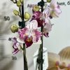 Фаленопсис Пелорик 2цв. #321