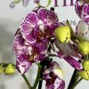 Фаленопсис Пелорик 2цв. #316