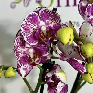 Фаленопсис Пелорик 2цв. #316