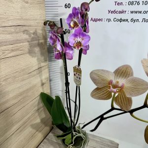 Фаленопсис Пелорик 2цв. #319 - снимка 4