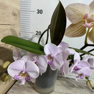 Фаленопсис Каскаден #314